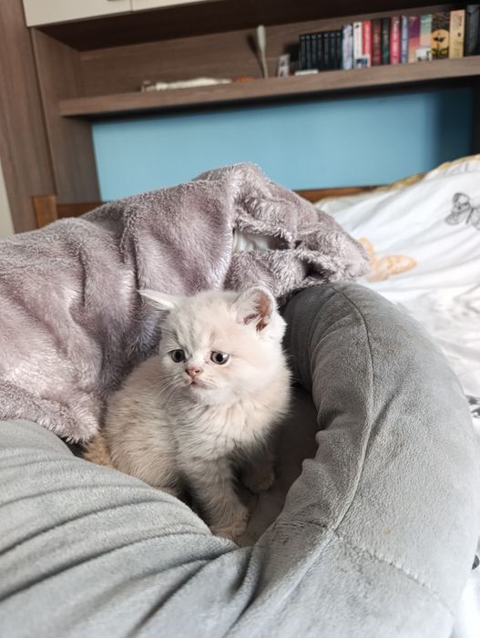 Vand British shorthair