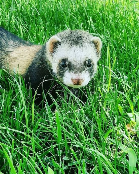 Харёк продается девочка