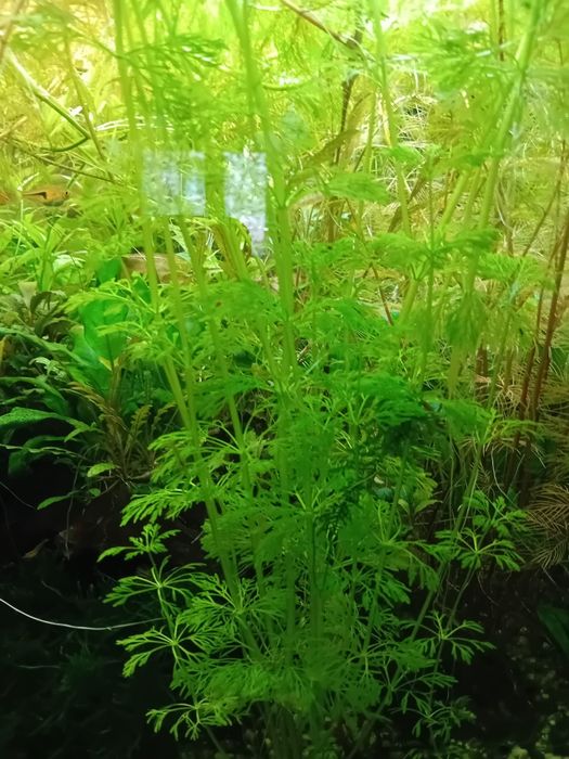 Plante acvariu Constanța