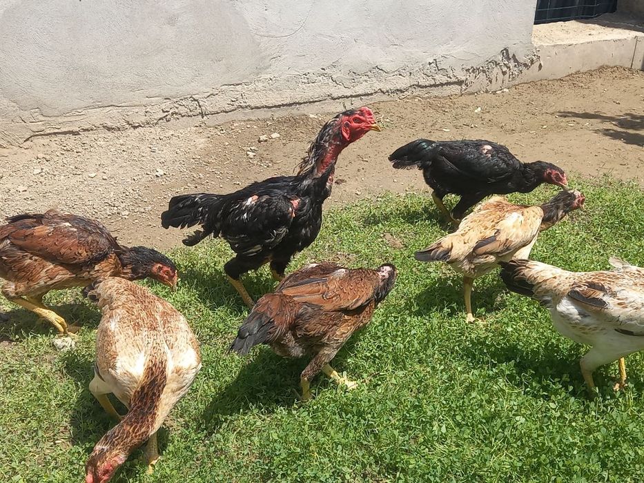 Дакан шамо 100 тали жужалари ва тухумлари сотилади