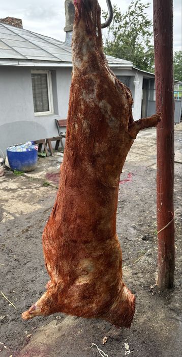 Berbecuti pentru MACELARIE, PROTAP sau PASTRAMA - 5km de bucuresti