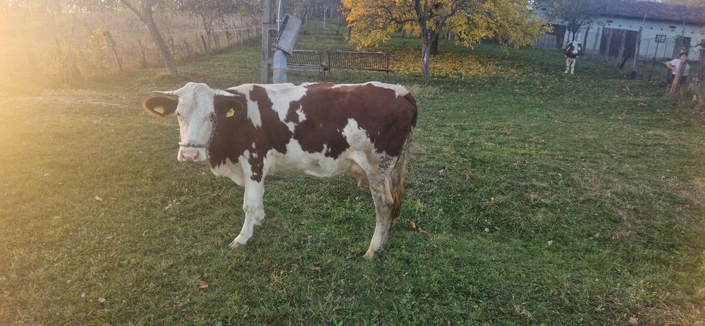Vând o vaca din cele doua!