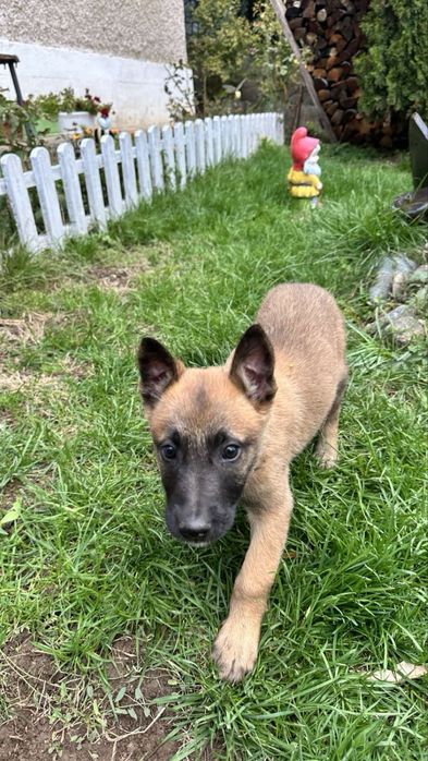 Белгийски овчарки (Малиноа] с поставена втора ваксина!