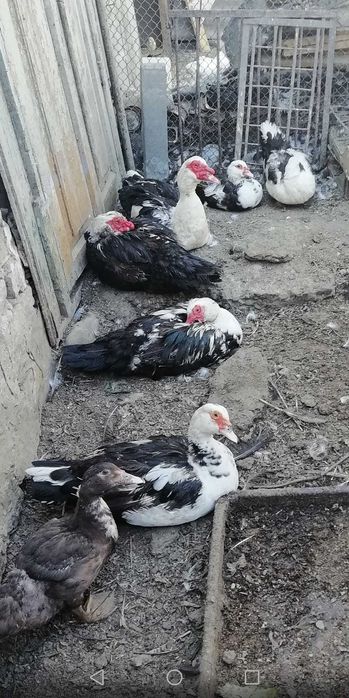 Продам уток! (Индоутки)