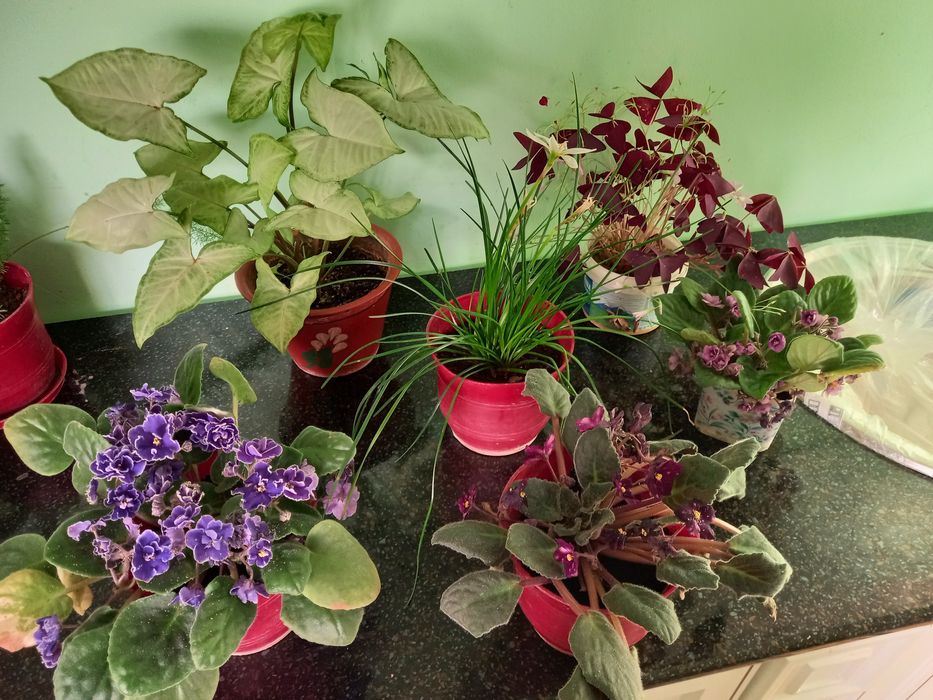 Комнатные цветы  по  2 тыс тенге