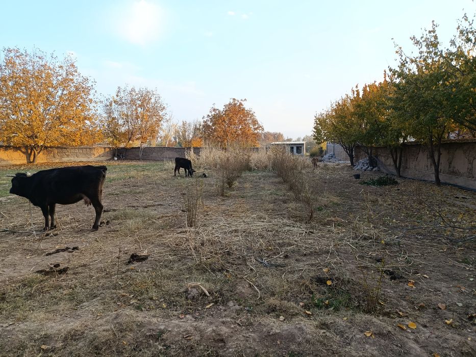 Shahrisabzdan Uchaska sotiladi