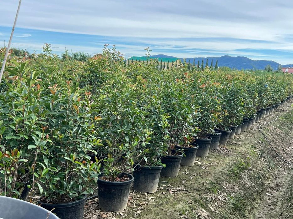 Vând plante ornamentale