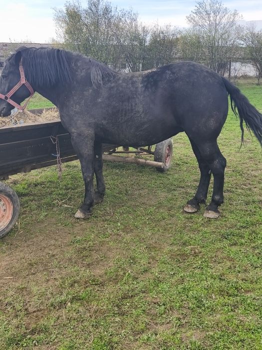 Vând iapa de 7 ani gestanta