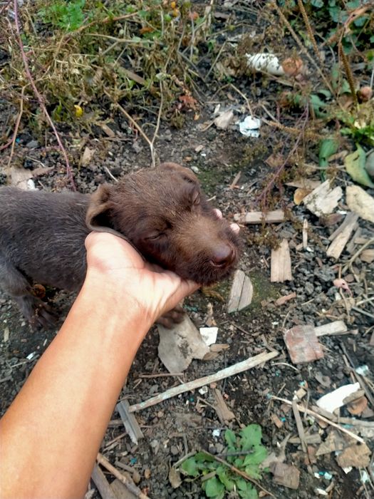 Дратхар чистый 40000тг торг есть