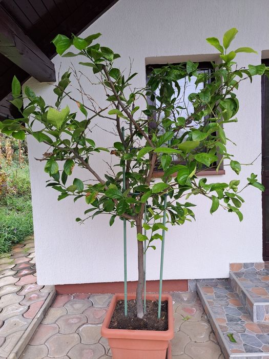 Lamai în vârstă de 9 ani