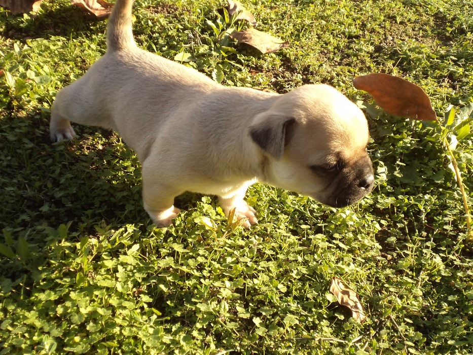 МОПС-бебета-3 броя!!!