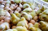 Инкубационное яйцо бройлера импорт организуем отправки по регионам стр