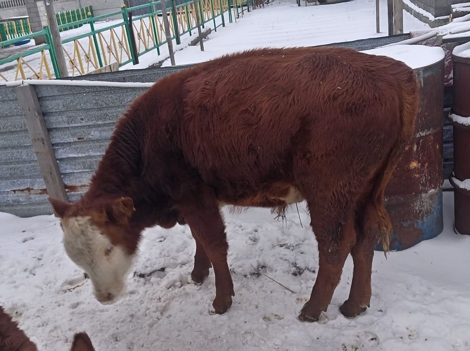 Продаётся бычок.