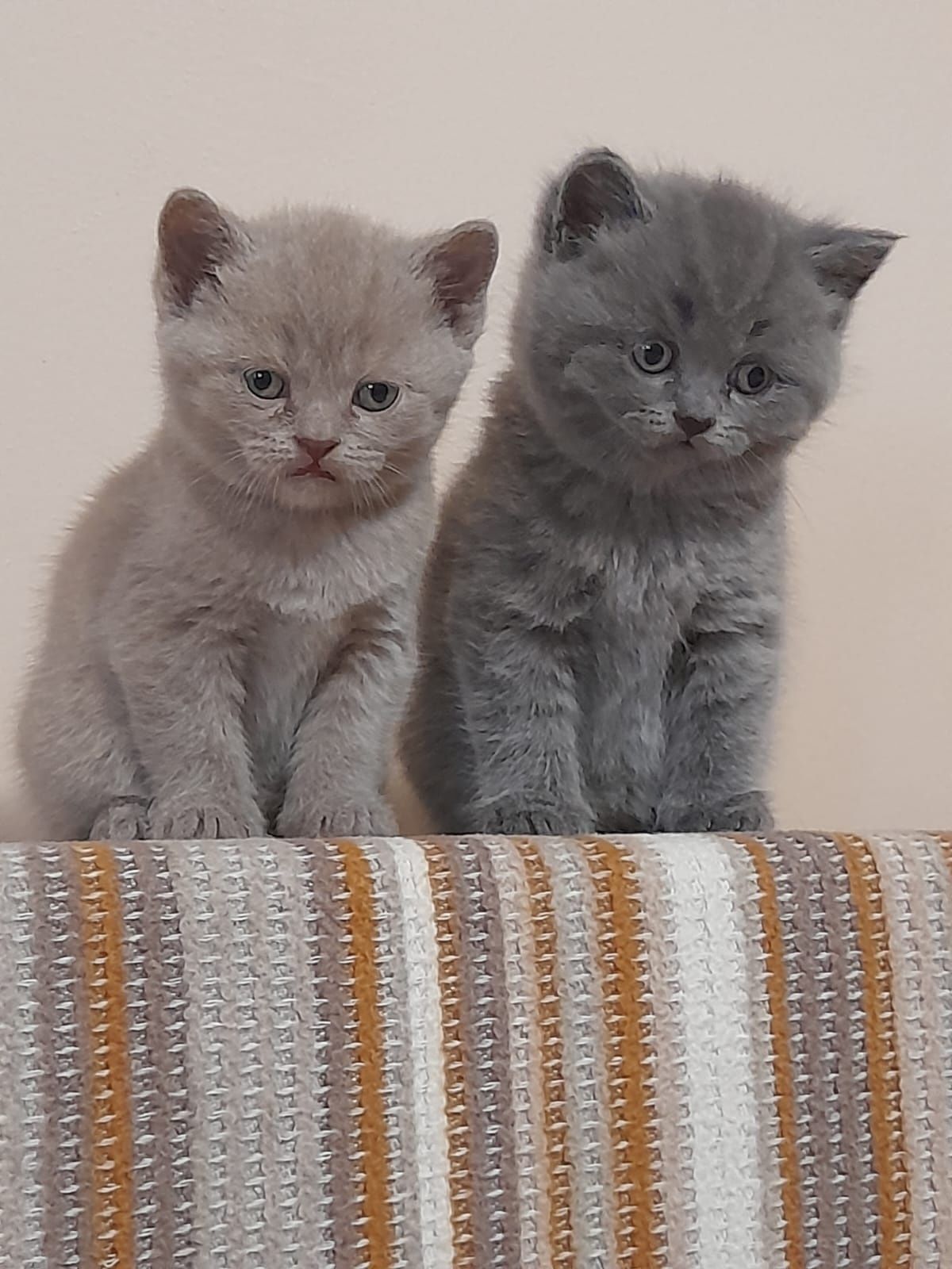 Pisicute  British Shorthair