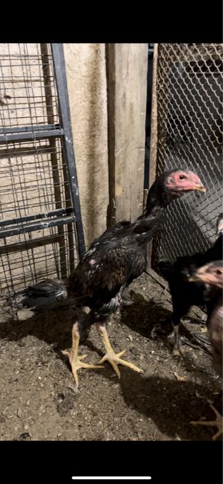 Дакан  шөже қораздар