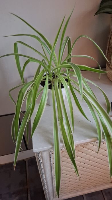 Продам комнатные