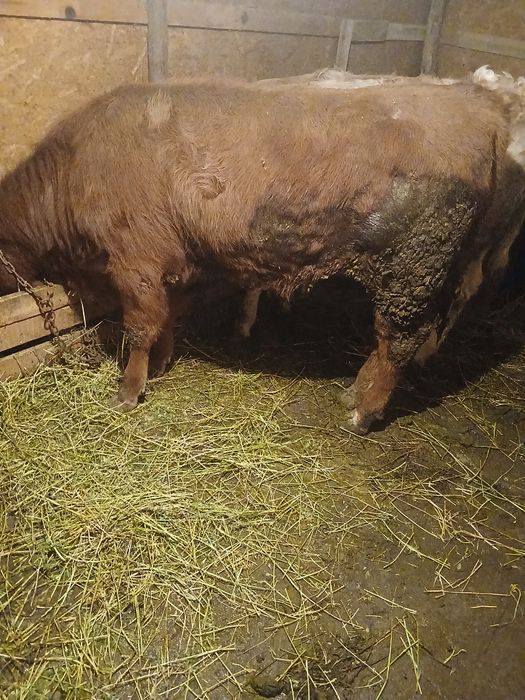 Vând viței de rasă