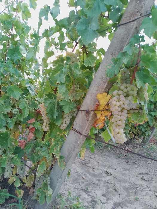 Vind Struguri de masă și de vin