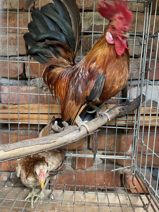 Gainuse  Pitice tineret si adulti