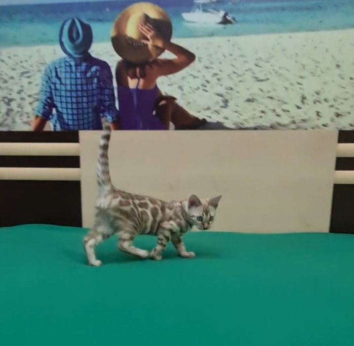 Бронь на лучших бенгалов! Котятки ждут Вас!