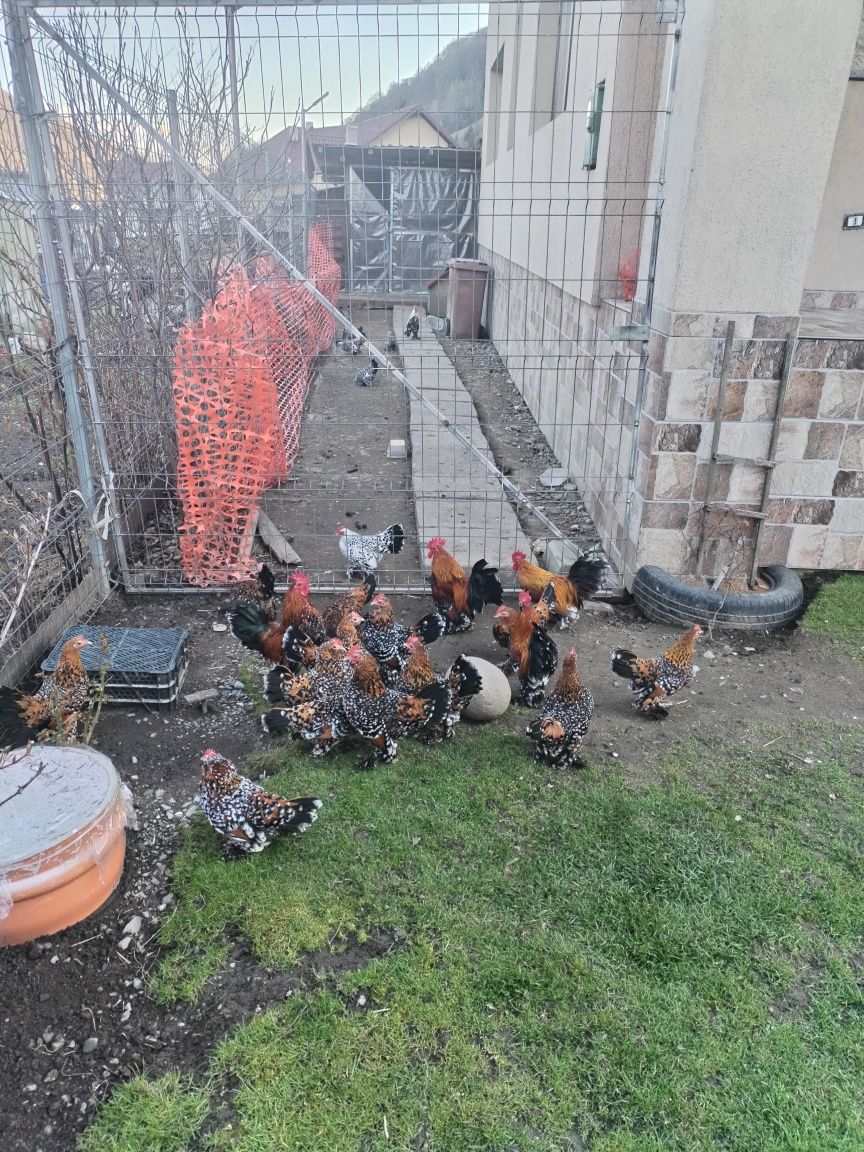 Oua pt incubat din rasa mii de flori porțelan