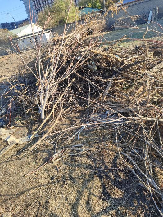 Утин текинга, дрова бесплатно