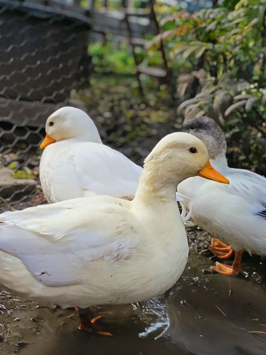 Rațe pitice olandeze