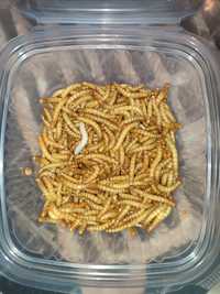 Viermi  de faina mealworms ,hrana vie pentru  păsări și reptile!!