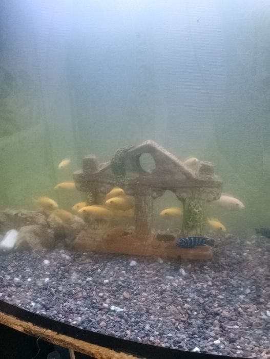 donasi 35 mindan azgina otib beraman