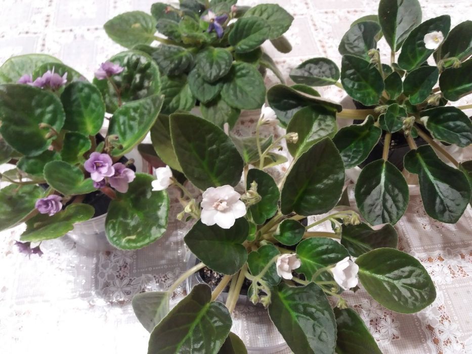 Комнатные цветы фиалки герань