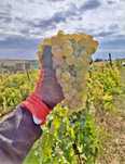 Struguri de vin preț producator