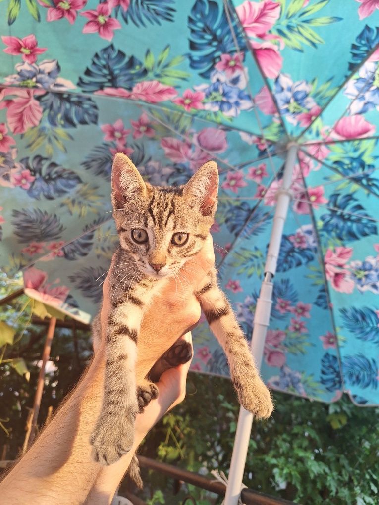 Подарявам котета