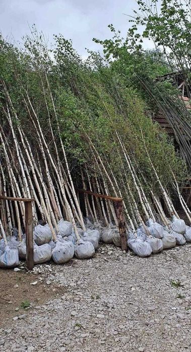 Mesteacăn, Tei, Arțar | Foioase pentru Amenajări