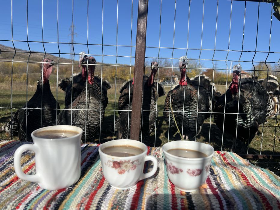 Vand curcan si curca de curte