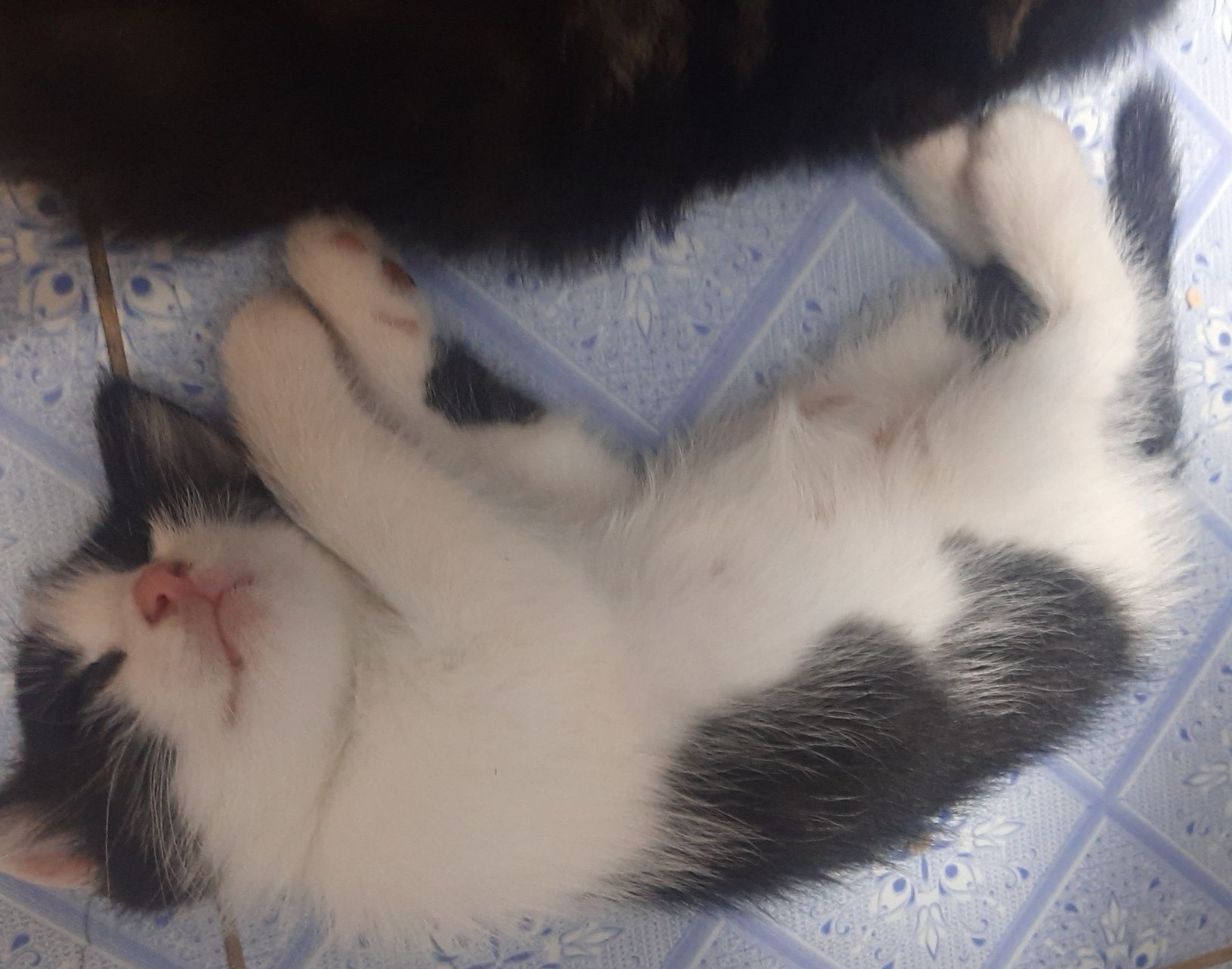 Котяты отдам только в добрые руки