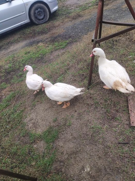 Rate și rătoi lesesti