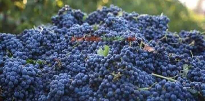 Struguri de vin vrancea