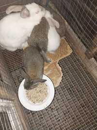 Кролики 1.5-2.5 месяца