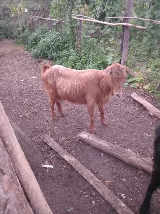 vand capre de casa,crescute natural