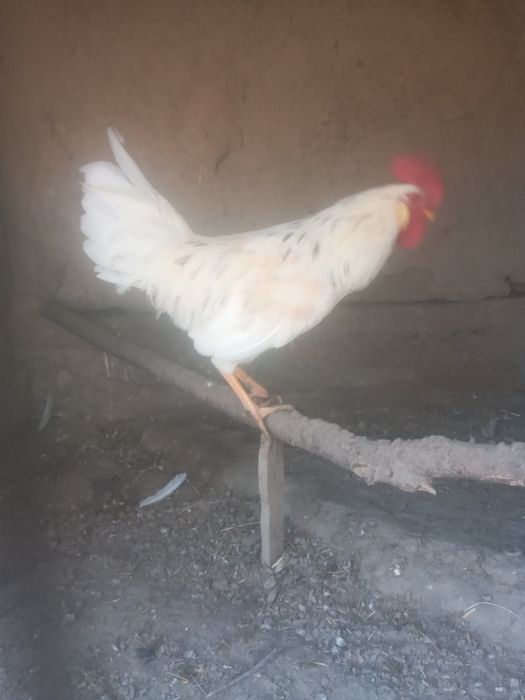 Xurozlar sotiladi 5 ta  Tovuqqa barteri buladi.   Endi sayrab boshladi