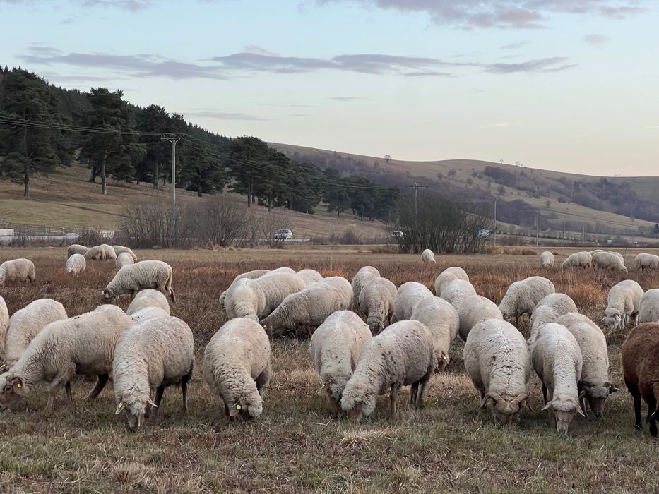Oi de vânzare - rasa țigaie ruginie