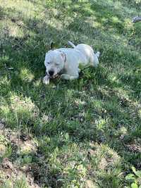 Dog argentinian