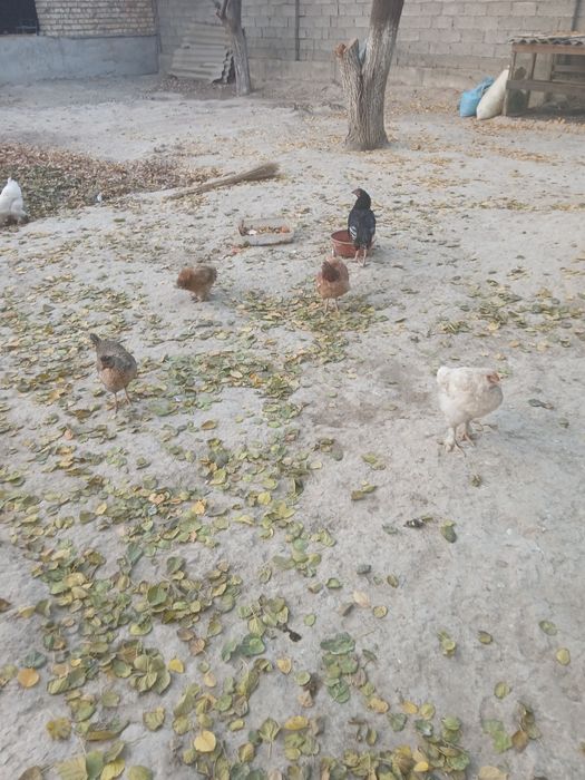 Домашние животные товуклар