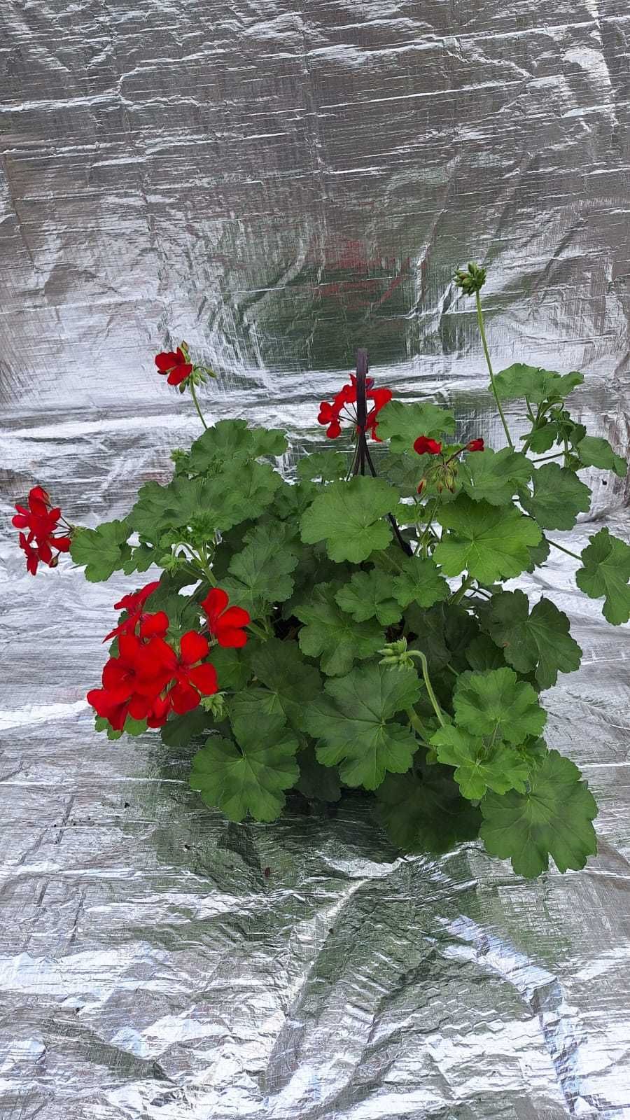 Muscate , zonale , dipladenia , petunia , verbena , sporul casei dalia