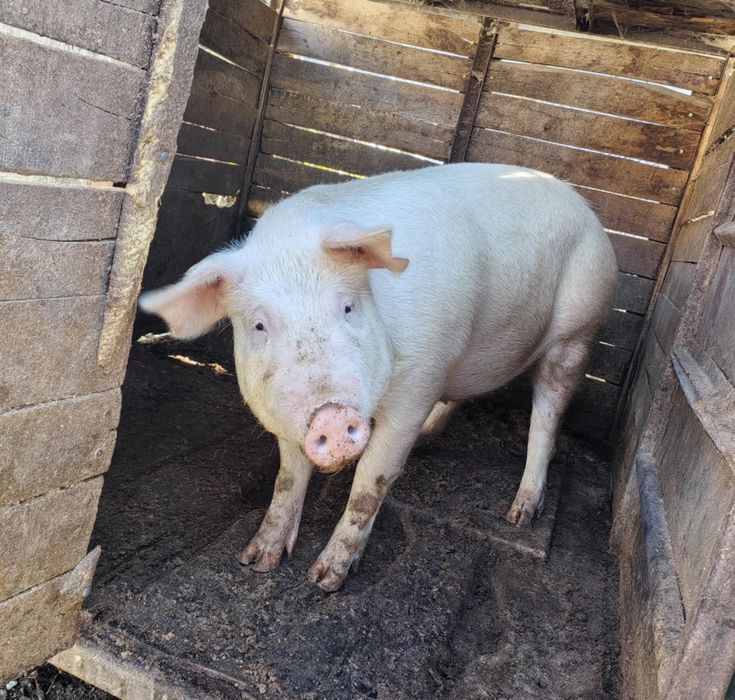 Женско Прасе около 150кг