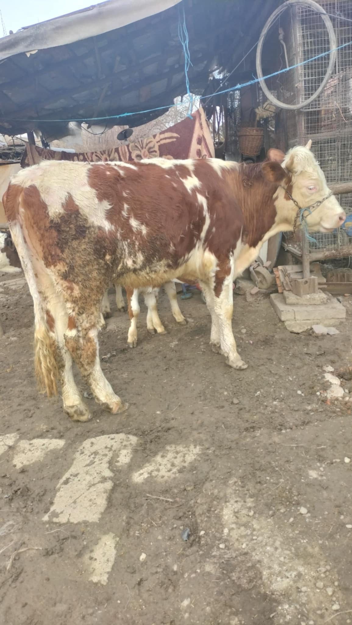 Junica gestantă de 4 luni de vânzare