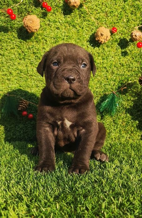 Cane Corso din parinti de exceptie
