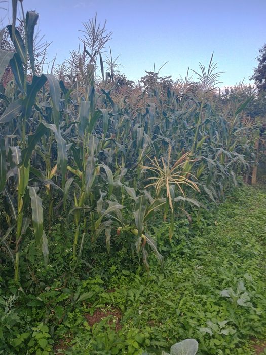 Продавам бяла царевица