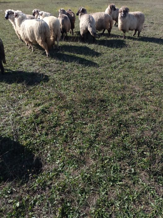 Oi de vânzare prasila