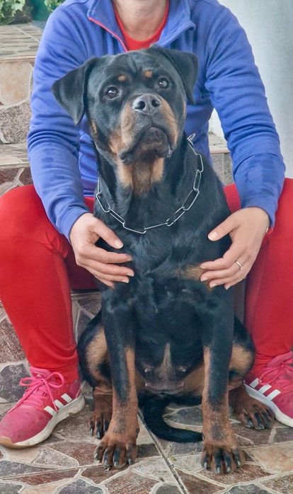 Femelă Rottweiler cu pedigree